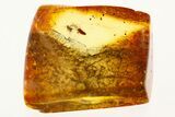 Fossil True Midge with Spider Webs in Baltic Amber - Rare! #272165-1